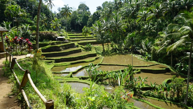 バリ島ハネムーンでのオススメの過ごし方6選!