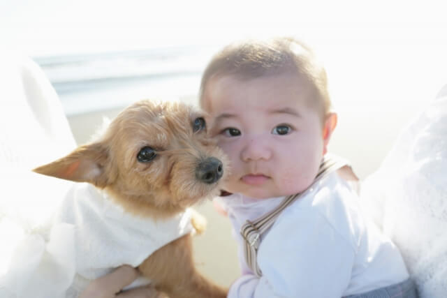 フォトウェディングを犬と120%楽しむ！当日の流れと成功の秘訣