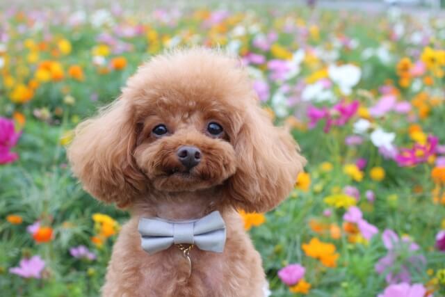 ペットと一緒に撮影ができる