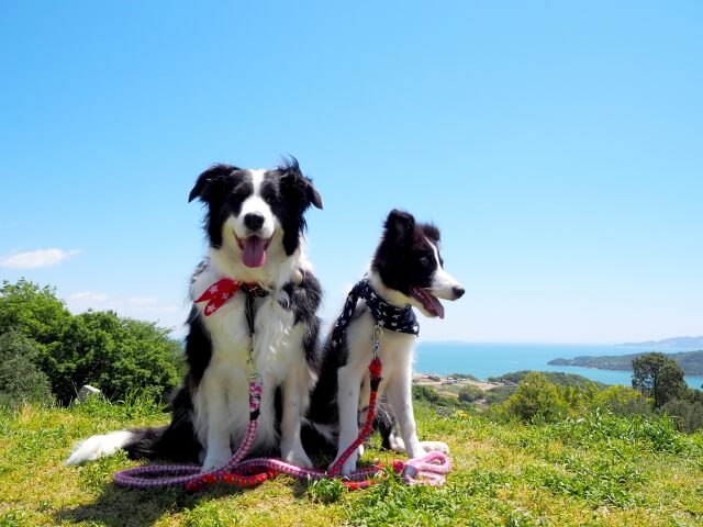 愛犬と撮れるフォトウェディングの探し方