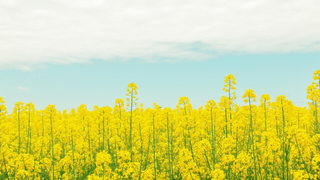 テーマカラーに春を取り入れる